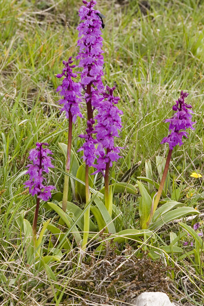 Orchis mascula